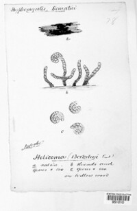 Xenosporium berkeleyi image